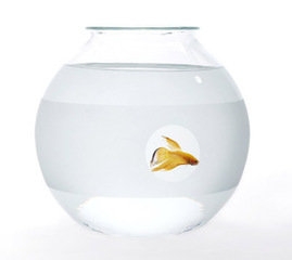 水培花卉之绿萝