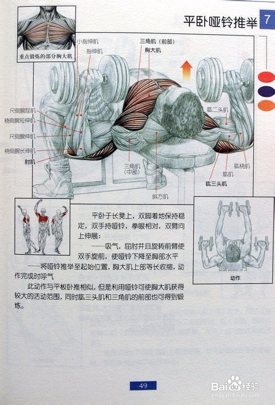 身体各部位肌肉训练的方法有哪些