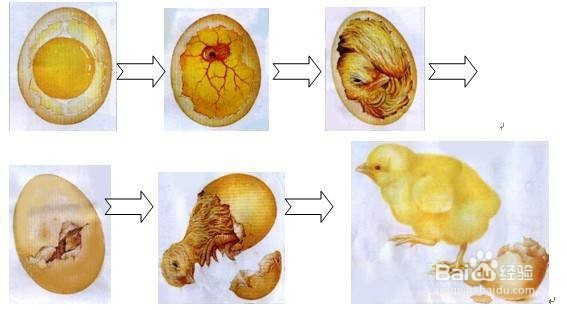 孵小鸡的条件图片