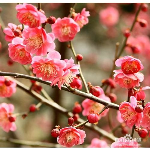 红梅花的养殖方法有哪些？