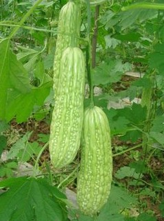 夏天经常吃,毒排了,便通了,腰也细了