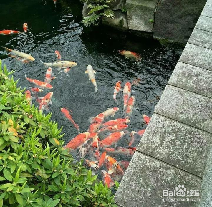 鱼池过滤好，财源滚滚来