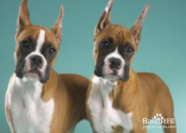 狗狗患皮肤病的原因