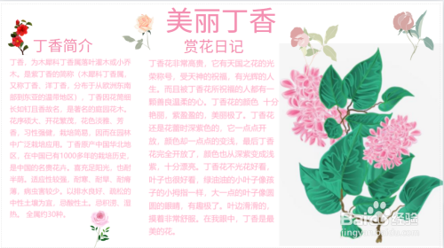 美丽丁香手抄报