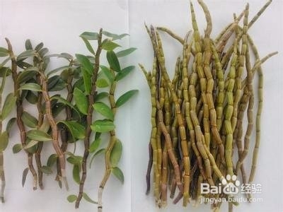 铁皮石斛怎么吃