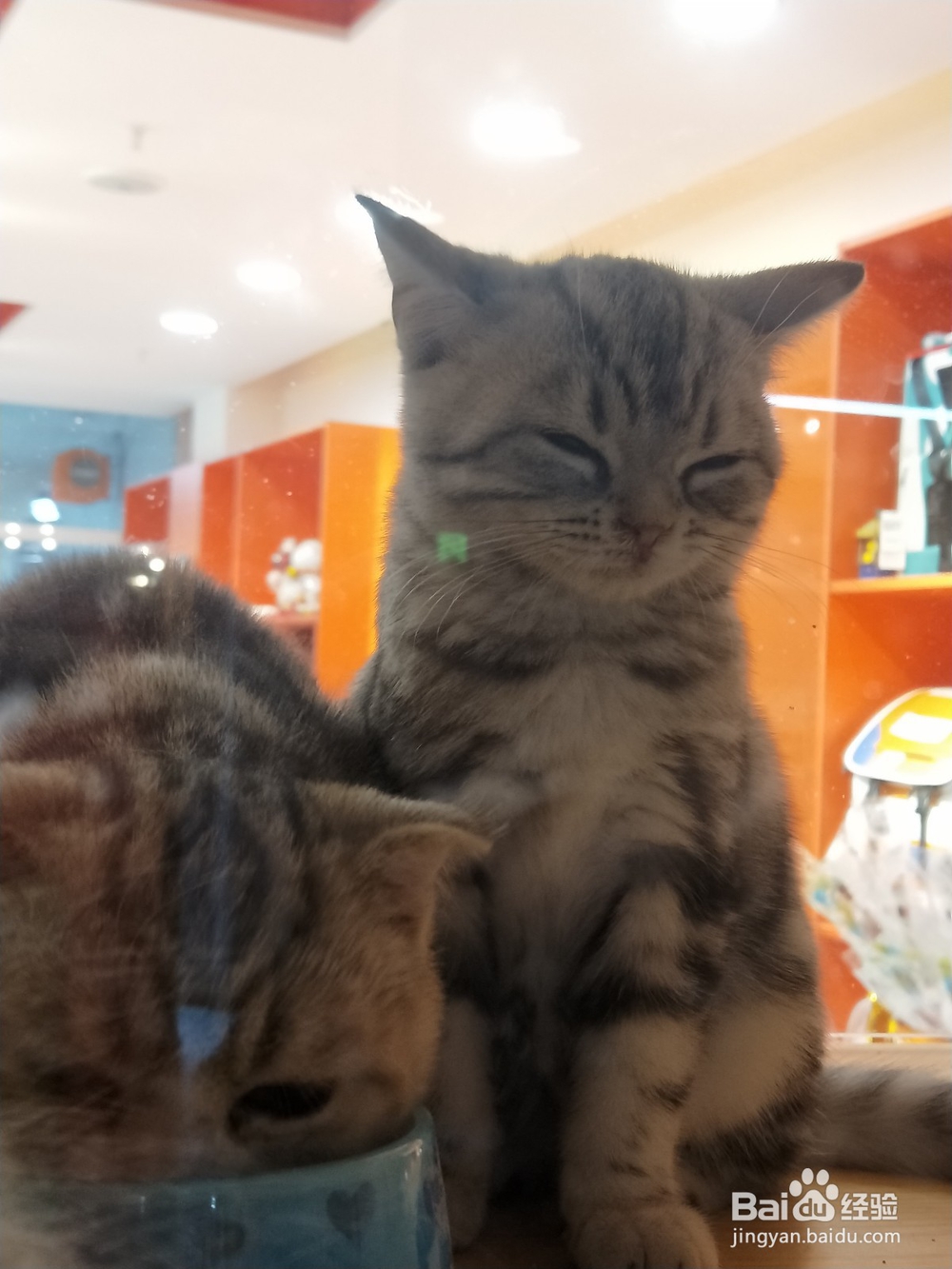 幼猫半夜两点来回走怎么办