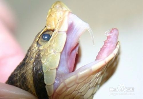 被蛇咬了怎么急救?