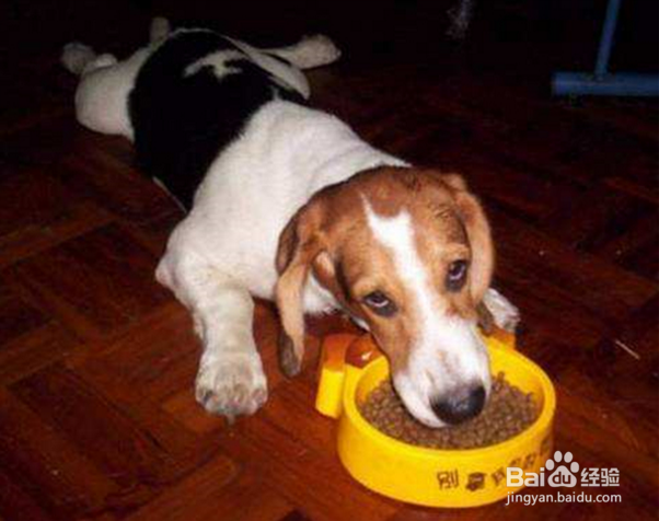 狗狗的日常管理