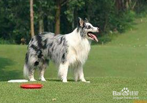 边境牧羊犬好养吗