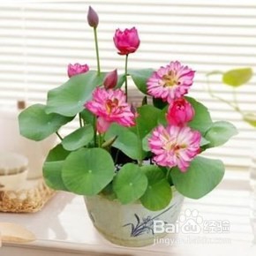 花卉水吸绳怎么用