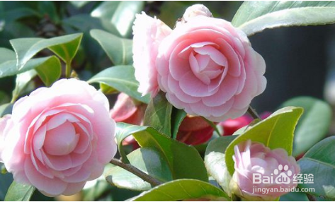 茶花修剪时间和方法