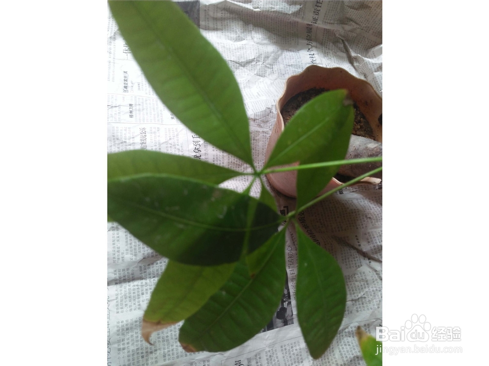 发财树树干萎缩怎么办