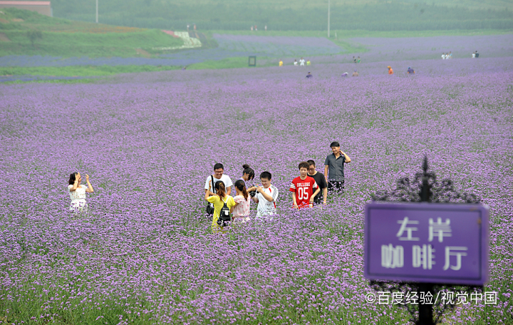 薰衣草可以助睡眠吗