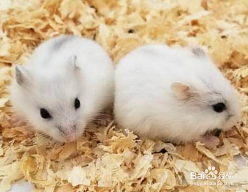 银狐仓鼠怎么训练 百度经验