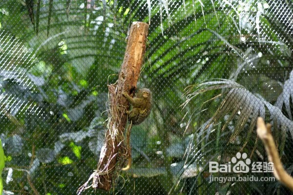温哥华水族馆:水中舞动的精灵们