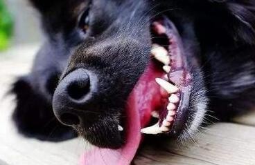 狗狗中暑的表现