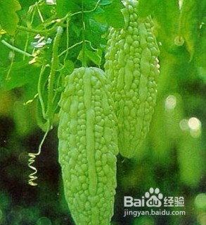 立秋了 大家要多吃这三种蔬菜啊!!