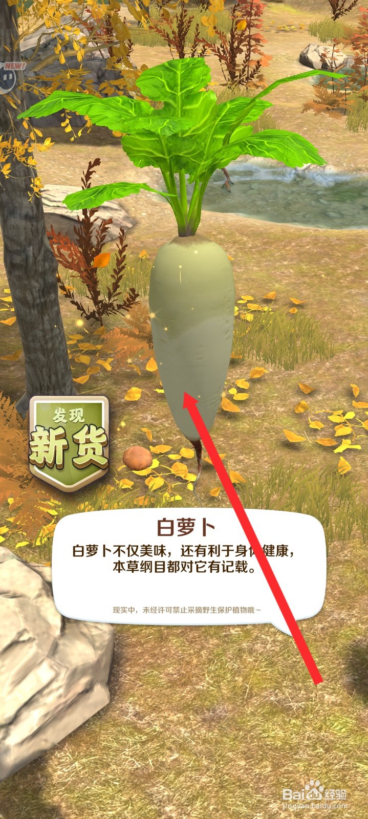 赶山赶海开饭店如何采摘萝卜
