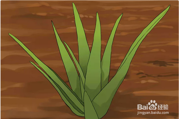 如何用芦荟治疗晒伤？芦荟缓解晒伤方法