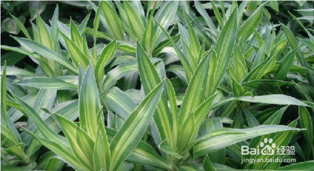 百合花的养殖方法.