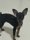 小鹿犬怎么养得好
