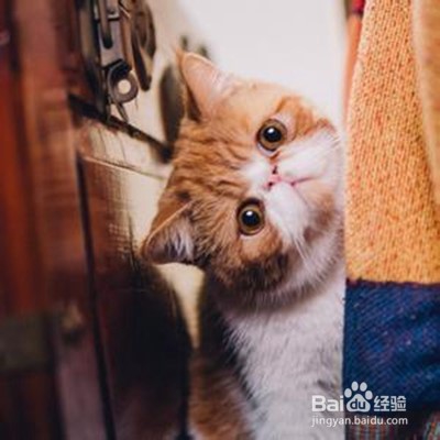 如何把猫咪拍得更萌?