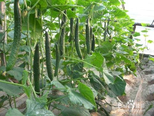 夏季如何预防及减少心肌梗等急性心血管事件？