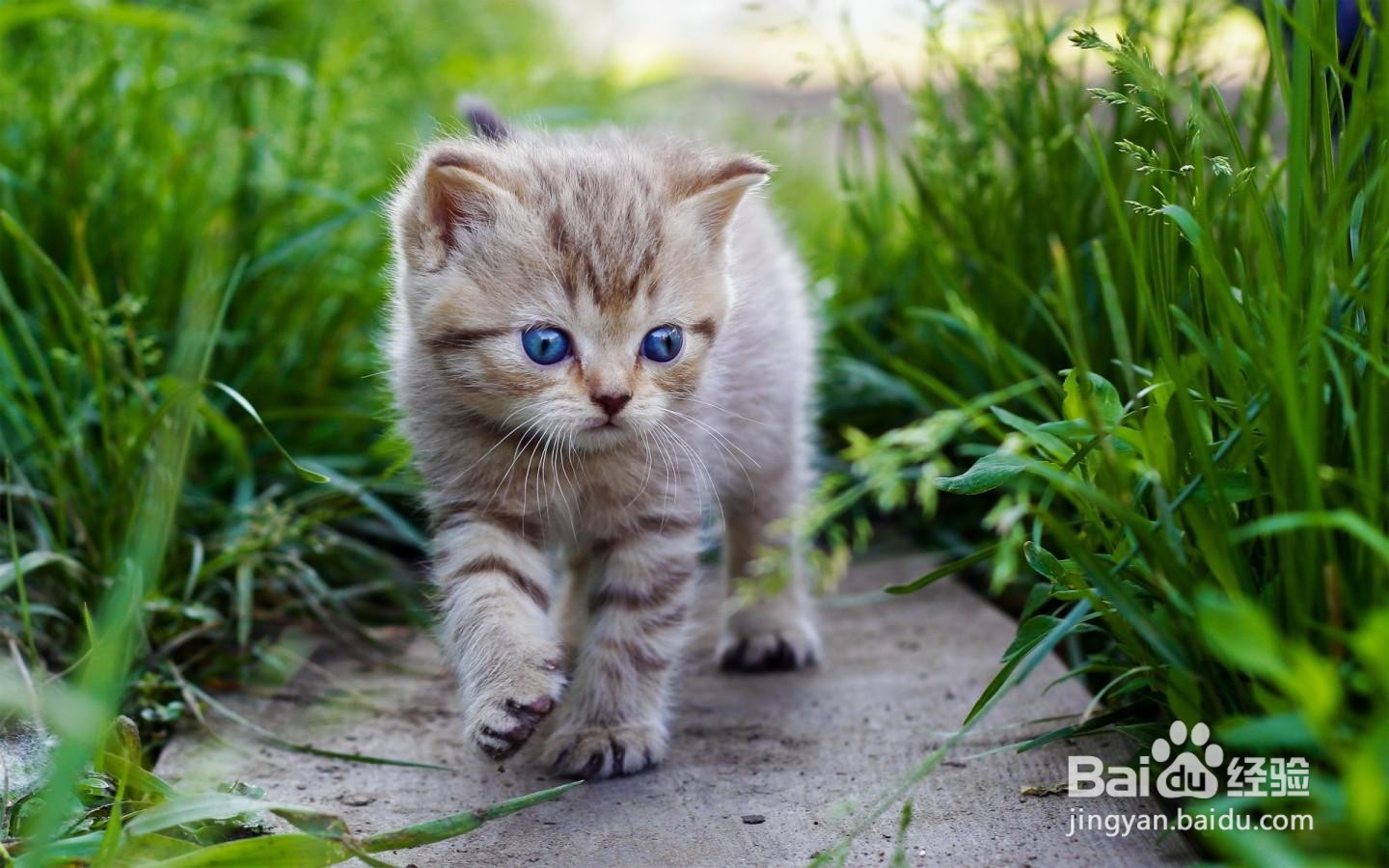 猫咪死在家里,如何处理