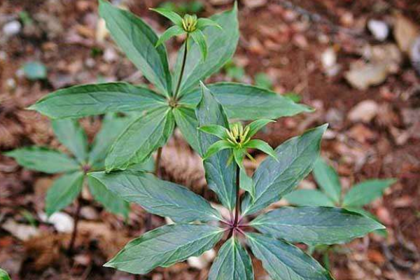 重楼种植生长周期大概是多久