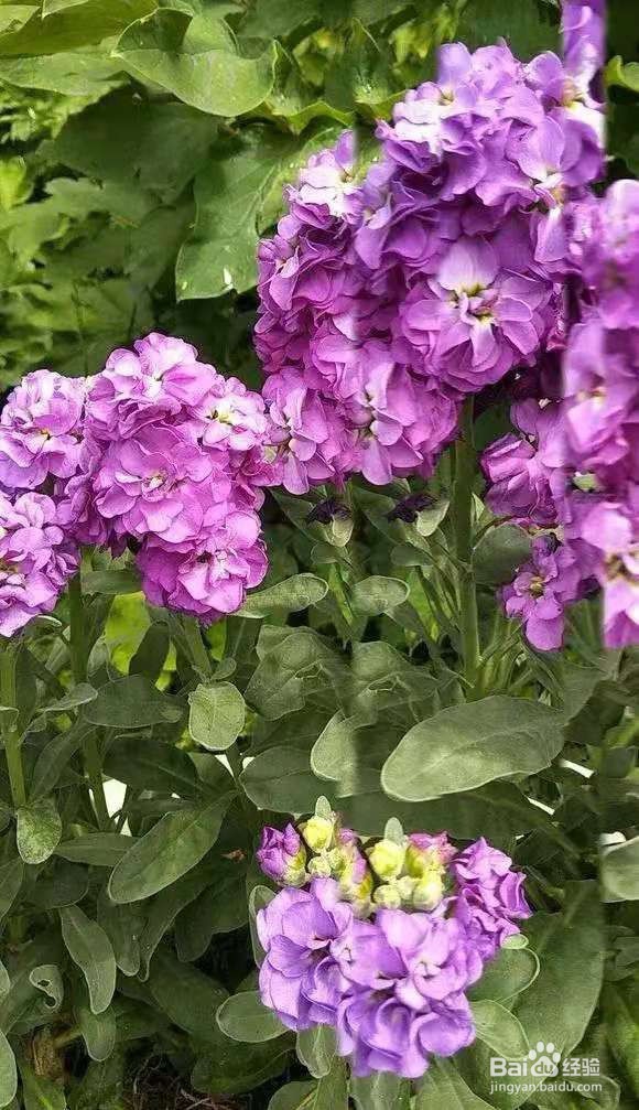 不管有钱没钱，客厅要放3种花，杀病菌促健康