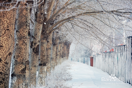 传统节气：[2]冬至