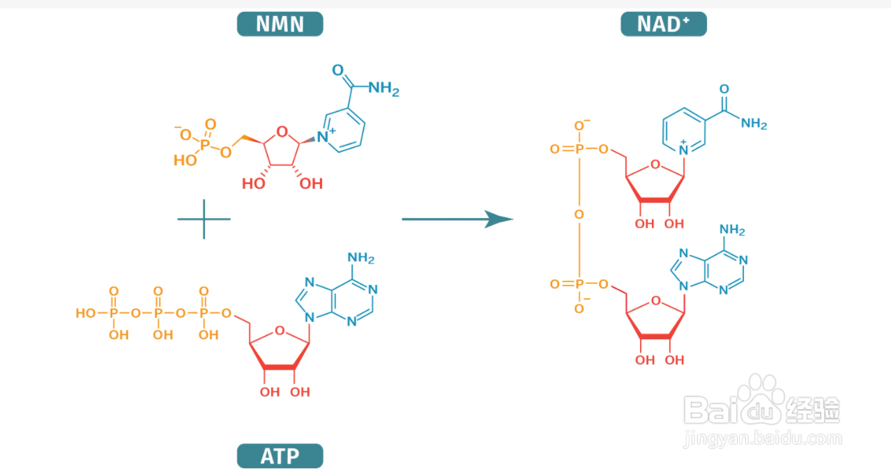 nad是什么?nad+是什么东西?