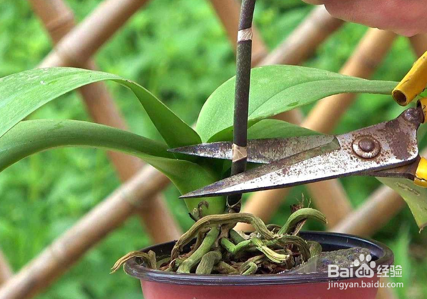蝴蝶兰谢花以后怎么养