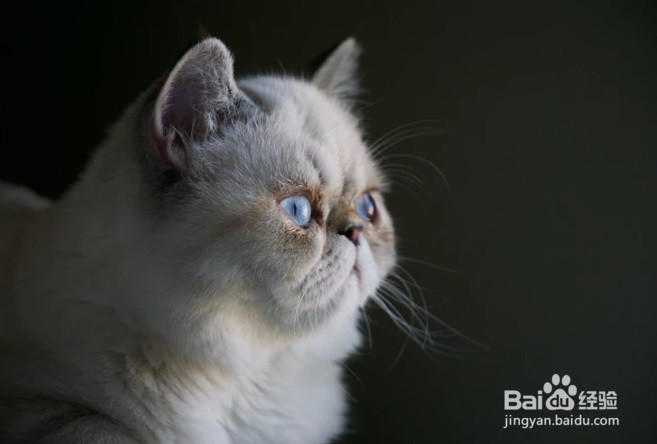 怎么样为猫咪在家里洗澡去异味