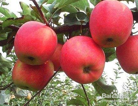 冬天多吃苹果有哪些好处