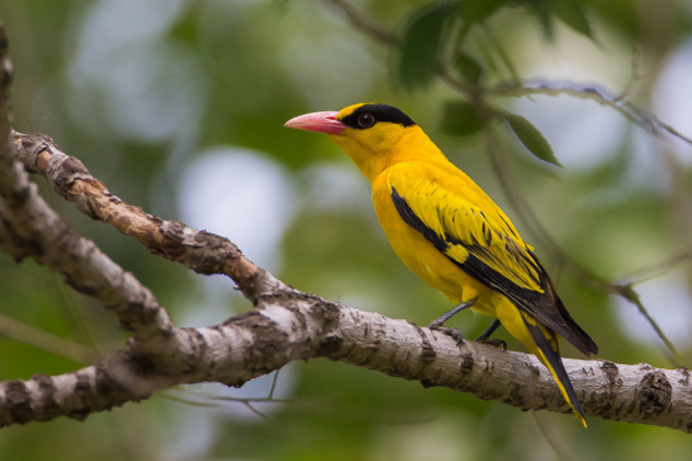 黄鹂鸟样子是什么