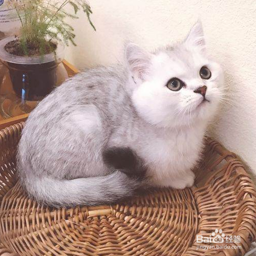 幼猫拉肚子怎么办？