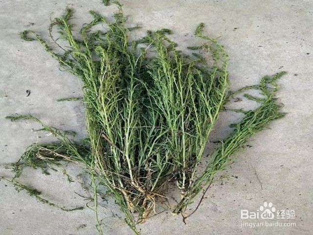 麦黄草的种植方法