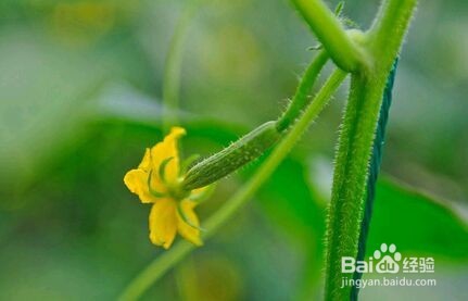 荷兰小黄瓜怎么种