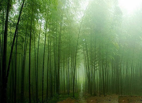 竹斋眠听雨,梦里长青苔;门寂山相对,疲身闲鸟不猜.请解释:
