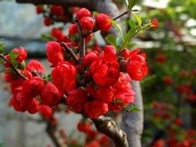 四季海棠花的养殖方法.