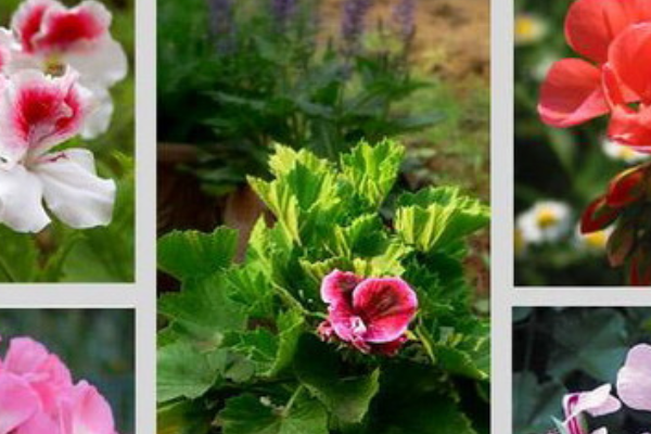 人教版六年级上册第四课花之歌一到四段仿写