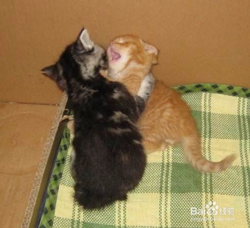 如何判断猫咪是不是真打架