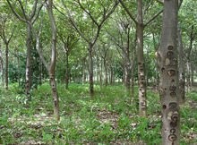 雪燕烘干机的烘干颜色,雪燕热泵烘干机的操作