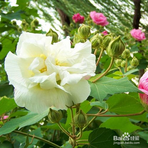 我们养芙蓉花需要注意哪些?