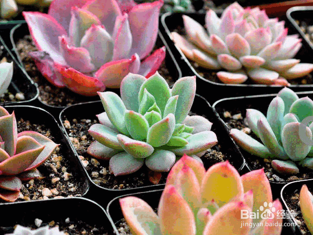 新手适合养殖的几种多肉
