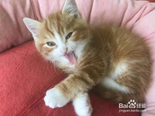 小奶猫不肯吃东西怎么办?