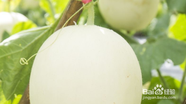 高血脂适合吃哪些水果？