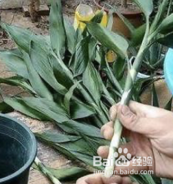 富贵竹怎么水养容易长根?
