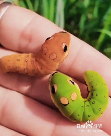 怕虫子怎么克服